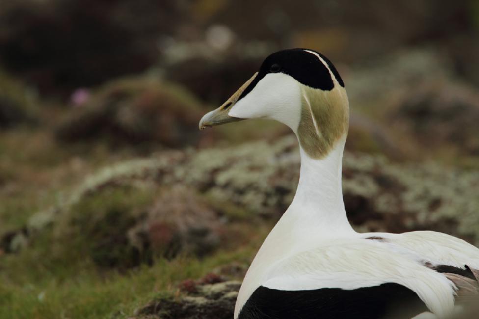 Eider común macho